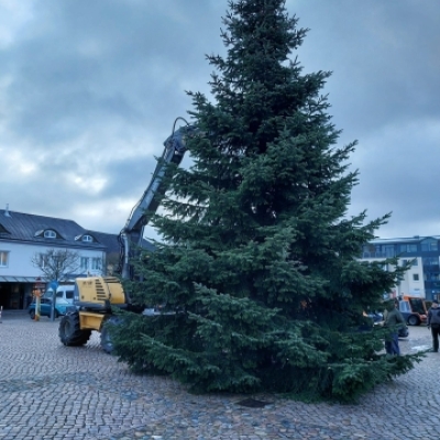 festliche vorfreude in strasburg (um.): weihnachtsbaum auf dem marktplatz aufgestellt und geschmückt